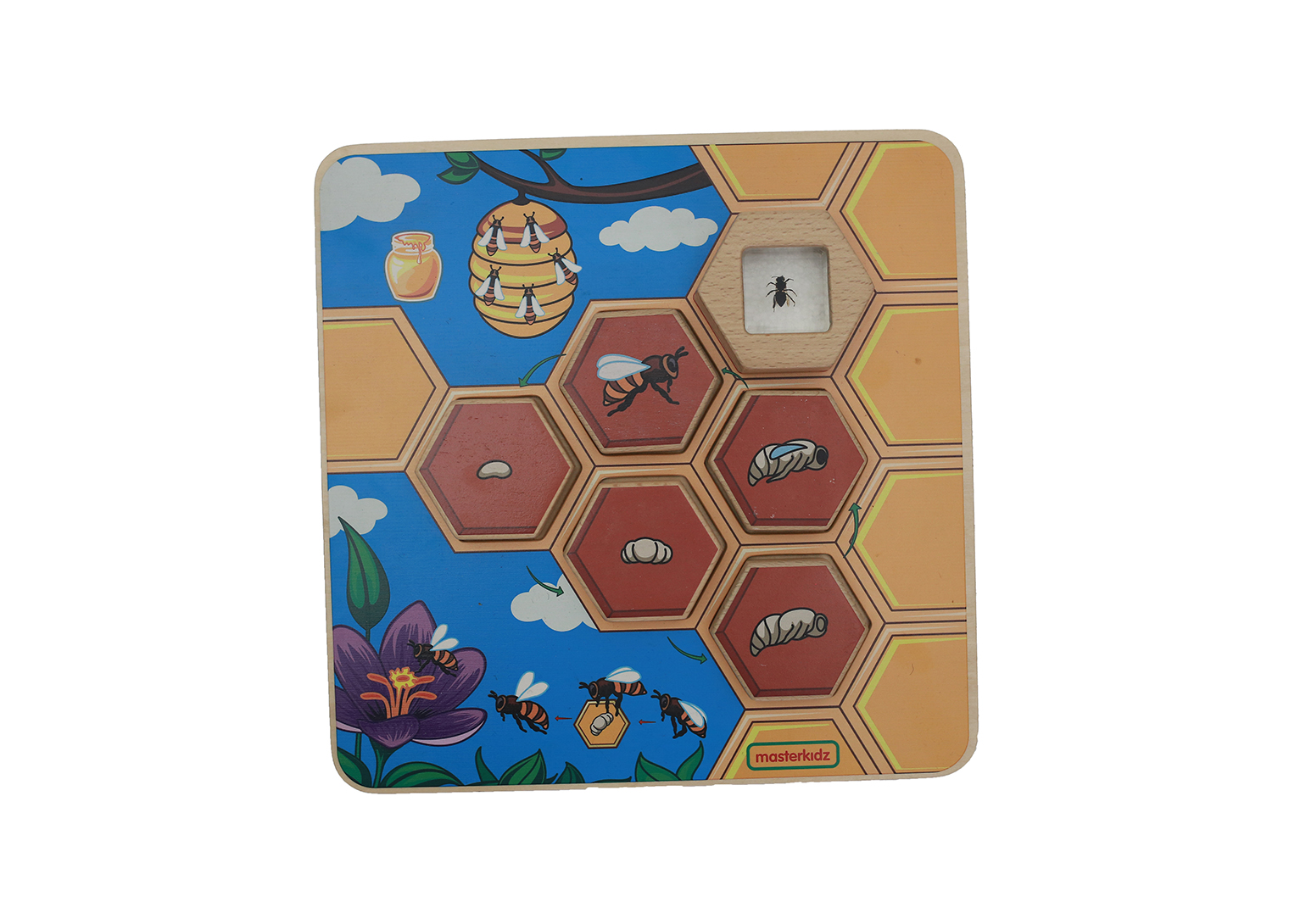 Bee Life Cycle Handy Learning  Board